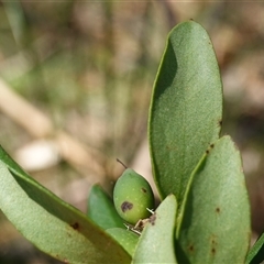Persoonia laurina subsp. leiogyna at Penrose, NSW - 19 Mar 2025 12:16 PM