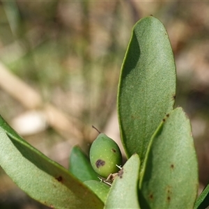 Persoonia laurina subsp. leiogyna at Penrose, NSW - 19 Mar 2025 12:16 PM