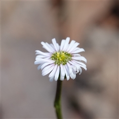 Lagenophora sp. at Penrose, NSW - 19 Mar 2025 by RobG1