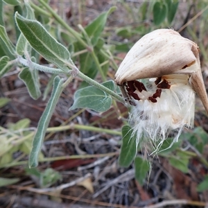 Oxypetalum coeruleum (Tweedia or Southern Star) at Cook, ACT - Yesterday by CathB