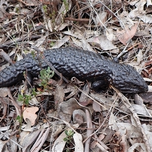 Tiliqua rugosa (Shingleback Lizard) at Cook, ACT - 21 Mar 2025 by CathB