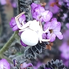 Thomisidae (family) at Jamberoo, NSW - Yesterday by plants