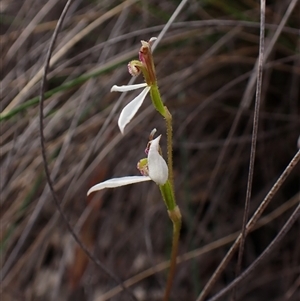 Eriochilus cucullatus (Parson's Bands) at Cook, ACT - 21 Mar 2025 by CathB