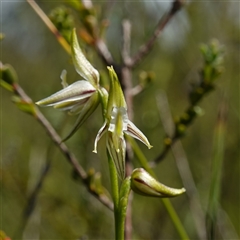 Corunastylis striata (Eastern Hunchback Orchid) at Bundanoon, NSW - 19 Mar 2025 by RobG1