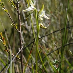 Corunastylis striata at Bundanoon, NSW - suppressed