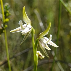 Corunastylis striata at Bundanoon, NSW - suppressed