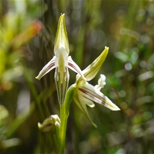 Corunastylis striata at Bundanoon, NSW - suppressed