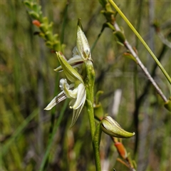Corunastylis striata at Bundanoon, NSW - suppressed