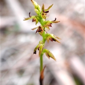 Corunastylis clivicola (Rufous midge orchid) at Cook, ACT - 21 Mar 2025 by CathB