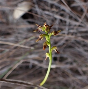 Corunastylis clivicola (Rufous midge orchid) at Cook, ACT - 21 Mar 2025 by CathB