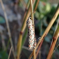 Utetheisa (genus) (A tiger moth) at Cook, ACT - Yesterday by CathB