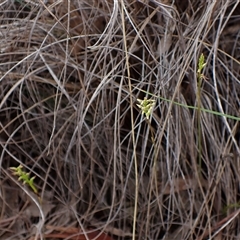 Corunastylis clivicola (Rufous midge orchid) at Cook, ACT - 21 Mar 2025 by CathB