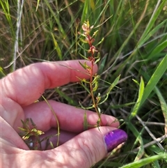 Haloragis heterophylla (Variable Raspwort) at Captains Flat, NSW - Yesterday by Csteele4