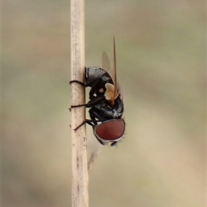 Muscidae (family) at Cook, ACT - 22 Mar 2025 by CathB