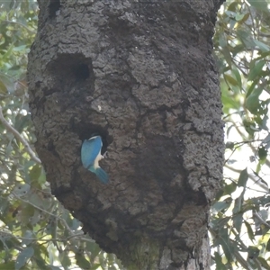 Todiramphus sanctus at Sawyers Gully, NSW - 17 Oct 2024 12:22 PM