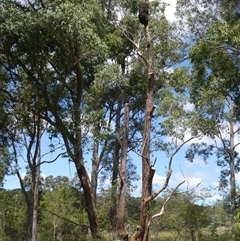 Todiramphus sanctus at Sawyers Gully, NSW - 17 Oct 2024 12:22 PM