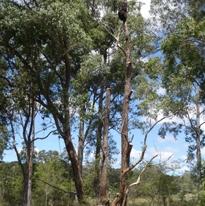 Todiramphus sanctus at Sawyers Gully, NSW - 17 Oct 2024 12:22 PM