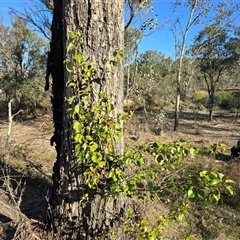 Pyrus sp. (An Ornamental Pear) at Symonston, ACT - Yesterday by Mike