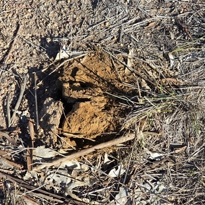 Unidentified Puffball & the like at Symonston, ACT - Yesterday by Mike