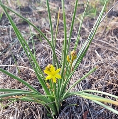 Bulbine bulbosa (Golden Lily, Bulbine Lily) at Theodore, ACT - 22 Mar 2025 by VeraKurz