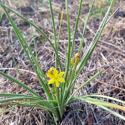 Bulbine bulbosa (Golden Lily, Bulbine Lily) at Theodore, ACT - Yesterday by VeraKurz