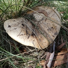 Unidentified Cap on a stem; gills below cap [mushrooms or mushroom-like] by Paul4K