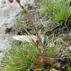 Drosera spatulata (Common Sundew) at Borough, NSW - Yesterday by Paul4K