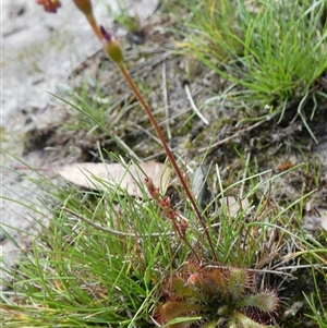 Drosera spatulata (Common Sundew) at Borough, NSW - 22 Mar 2025 by Paul4K