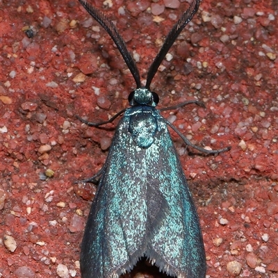 Pollanisus (genus) (A Forester Moth) at Acton, ACT - 20 Mar 2025 by TimL