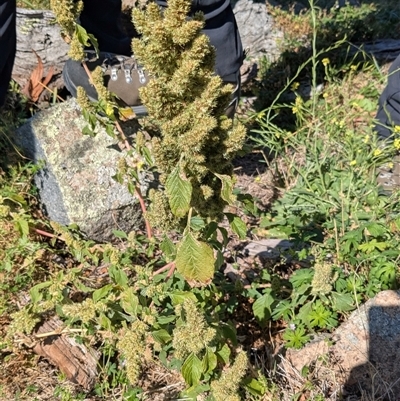 Amaranthus retroflexus at Conder, ACT - Yesterday by jeremyahagan