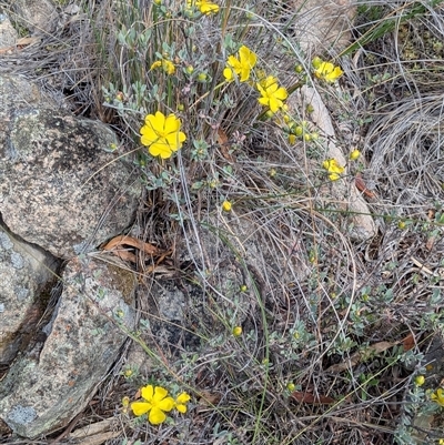 Hibbertia obtusifolia (Grey Guinea-flower) at Conder, ACT - Today by jeremyahagan