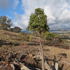 Brachychiton populneus at Banks, ACT - Yesterday by MattS