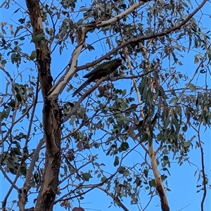 Platycercus elegans at Banks, ACT - 22 Mar 2025 by MattS