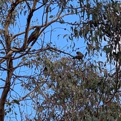 Platycercus elegans at Banks, ACT - 22 Mar 2025 10:44 AM