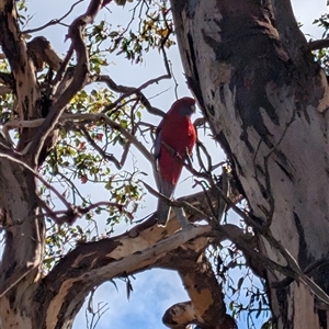 Platycercus elegans at Banks, ACT - 22 Mar 2025 by MattS