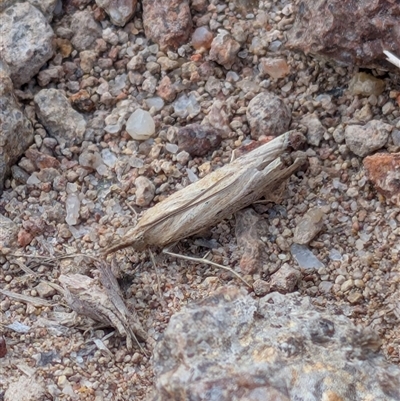 Faveria tritalis (Couchgrass Webworm) at Banks, ACT - Yesterday by MattS