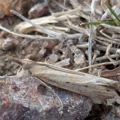 Faveria tritalis at Banks, ACT - 22 Mar 2025 10:22 AM