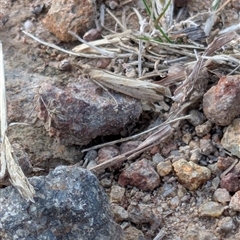 Faveria tritalis at Banks, ACT - 22 Mar 2025 10:22 AM