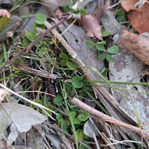 Dichondra repens (Kidney Weed) at Banks, ACT - 22 Mar 2025 by MattS