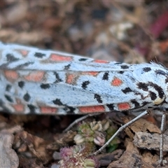 Utetheisa pulchelloides (Heliotrope Moth) at Banks, ACT - Yesterday by MattS