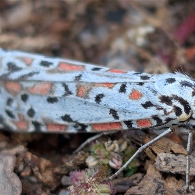 Utetheisa pulchelloides (Heliotrope Moth) at Banks, ACT - Yesterday by MattS