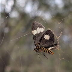 Nyctemera amicus (Senecio Moth, Magpie Moth, Cineraria Moth) at Banks, ACT - Yesterday by MattS