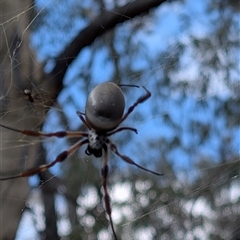 Trichonephila edulis (Golden orb weaver) at Banks, ACT - Yesterday by MattS