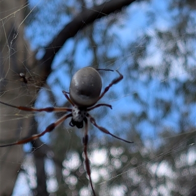 Trichonephila edulis (Golden orb weaver) at Banks, ACT - Yesterday by MattS