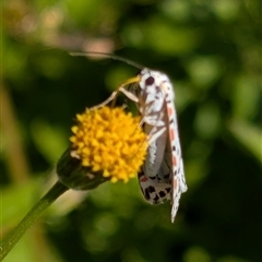 Utetheisa (genus) (A tiger moth) at Banks, ACT - Yesterday by MattS