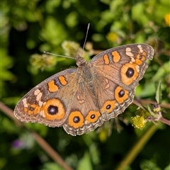 Junonia villida (Meadow Argus) at Banks, ACT - Yesterday by MattS