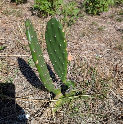 Crassula sieberiana at Greenway, ACT - Yesterday by MattS