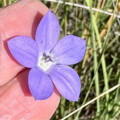 Wahlenbergia sp. (Bluebell) at Booth, ACT - Yesterday by KMcCue