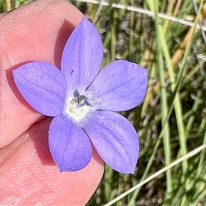 Wahlenbergia sp. (Bluebell) at Booth, ACT - 22 Mar 2025 by KMcCue