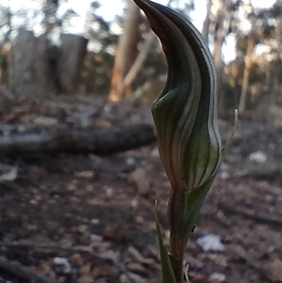 Diplodium ampliatum at Gundaroo, NSW - 19 Mar 2025 by MaartjeSevenster